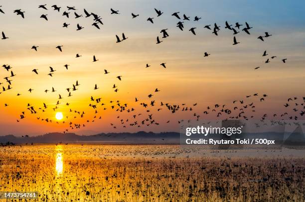 silhouette of birds flying over sea against sky during sunset,japan - flock of birds ストックフォトと画像