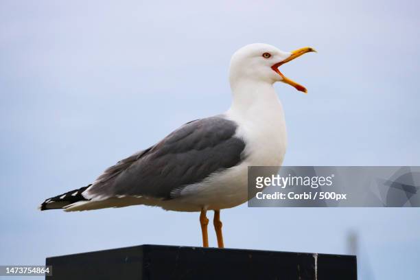 close-up of seagull perching on roof against sky,france - perching stock-fotos und bilder