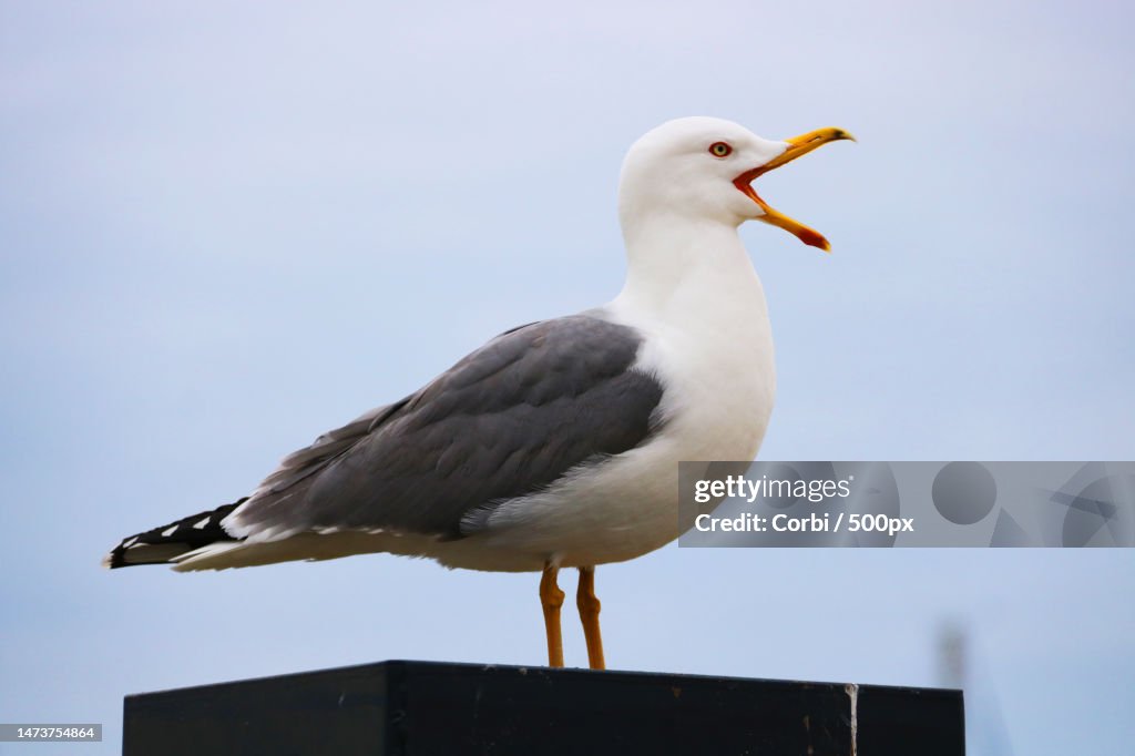 Close-up of seagull perching on roof against sky,France