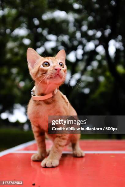 close-up of cat sitting on table,indonesia - sans poils photos et images de collection