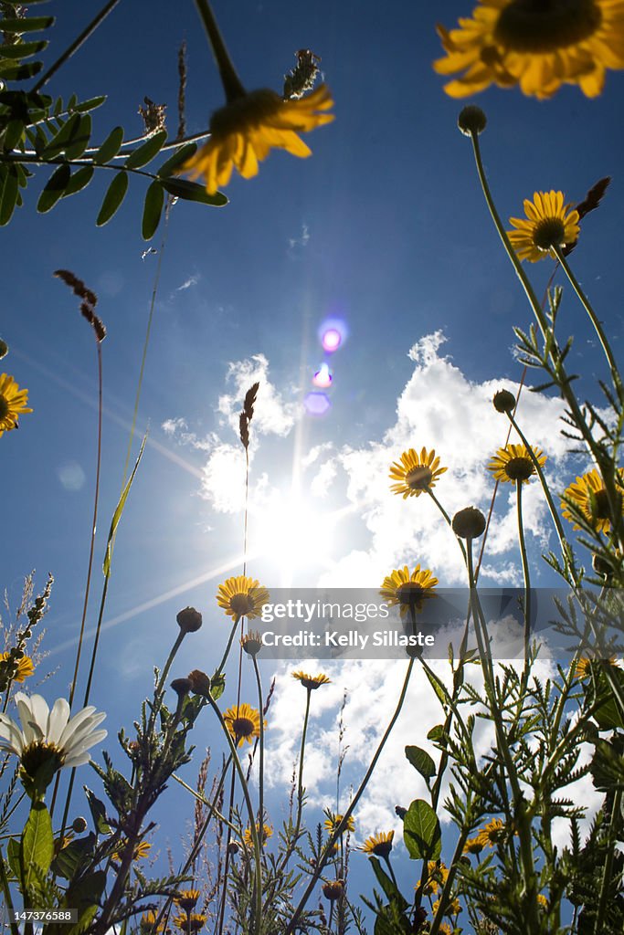 Beautiful field of wildflowers