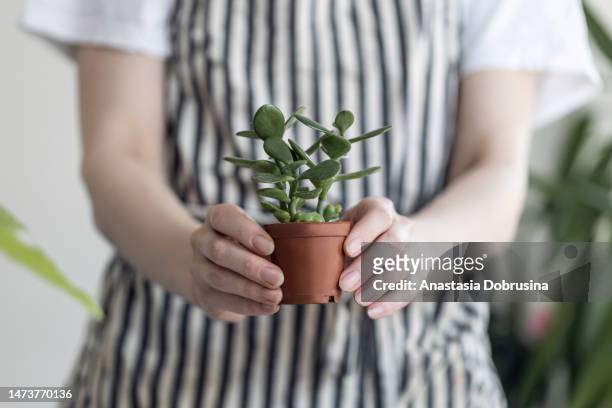 close up woman hands holding a cactus - watering succulent stock pictures, royalty-free photos & images