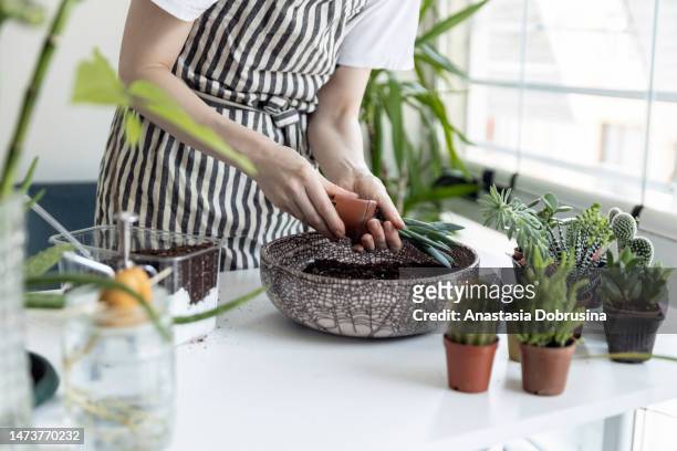 woman gardeners hand transplanting cacti and succulents in pots on white table. concept of home garden. - watering succulent stock pictures, royalty-free photos & images