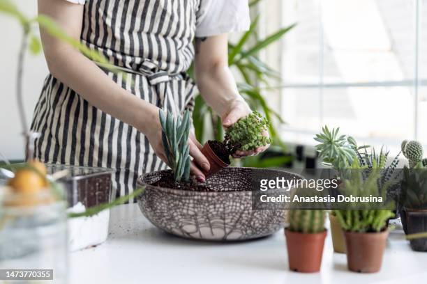 gärtnerinnen verpflanzen kakteen und sukkulenten von hand in töpfe auf weißem tisch. konzept des hausgartens. - succulent stock-fotos und bilder