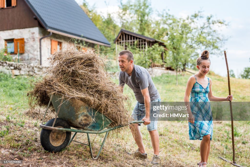 Meadow Raking Father And Daughter Raking Hay On Mountain Meadow In Summer High-Res ...