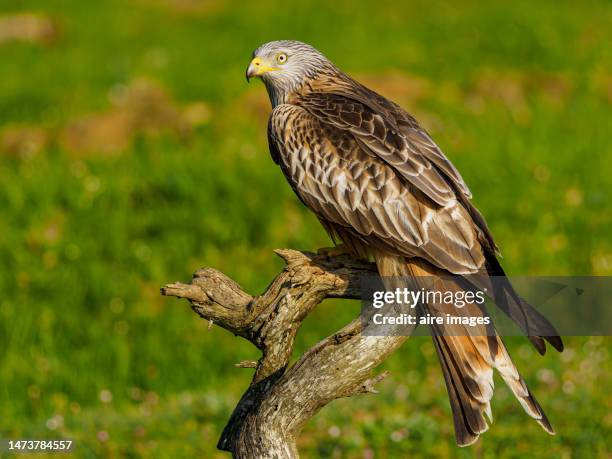 close-up of a red kite with forest background - rotmilan stock-fotos und bilder