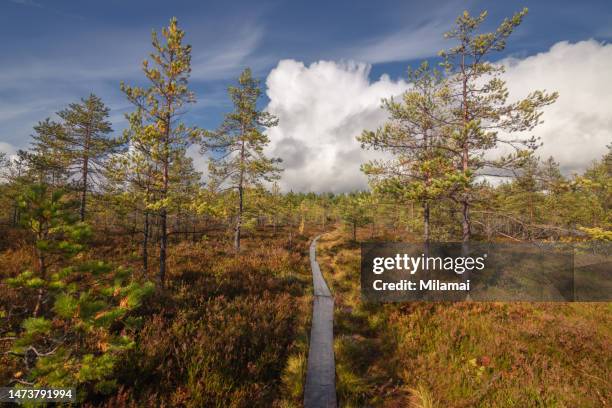 wooden path through the swamp - bayou stock pictures, royalty-free photos & images