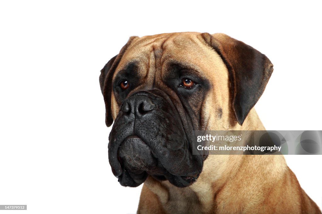 Bullmastiff