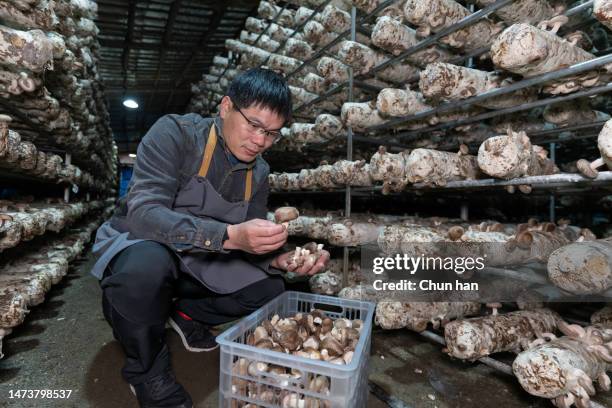 an asian male farmer was carrying mushrooms in the mushroom house - shiitake mushroom farm stock pictures, royalty-free photos & images