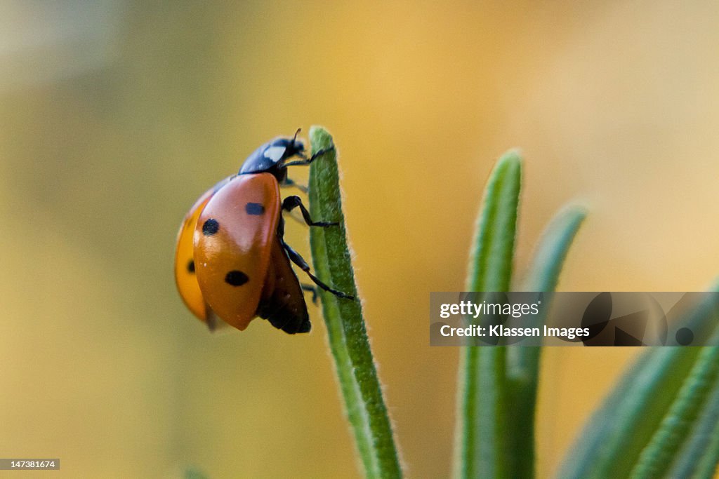 Ladybug