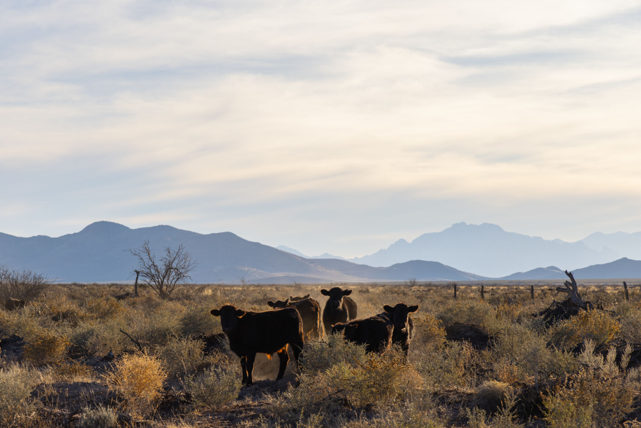 Desert Cows Mountain Range Sunset Landscape Scenic Desert Cows Mountain Range Sunset Landscape Scenic