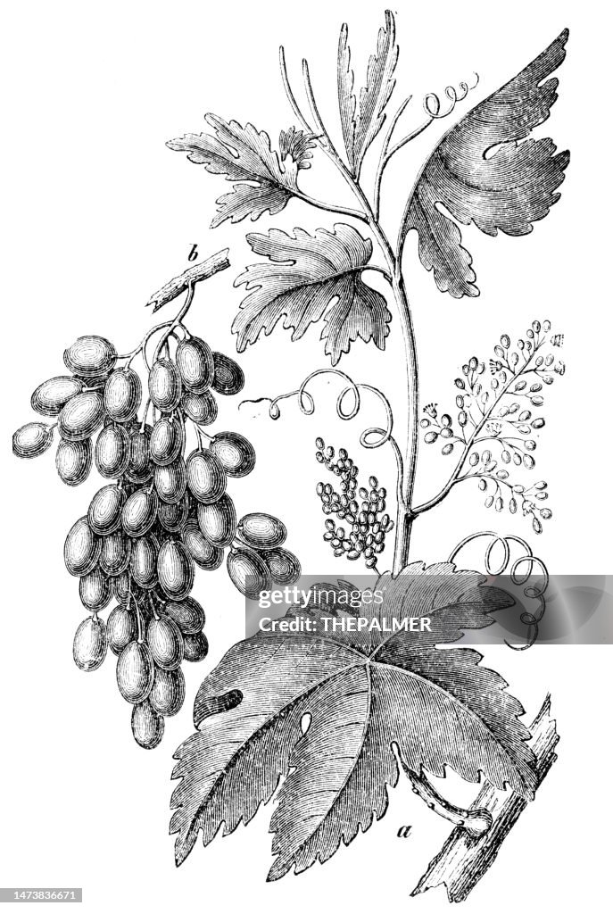 Traubenillustration 1894