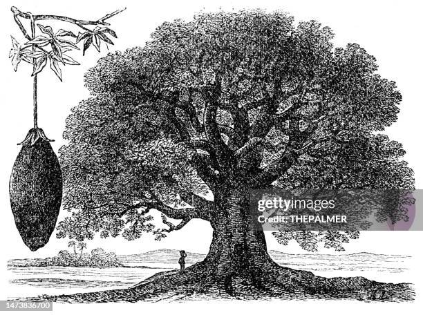 the baobab tree and its fruit illustration 1894 - baobab stock illustrations