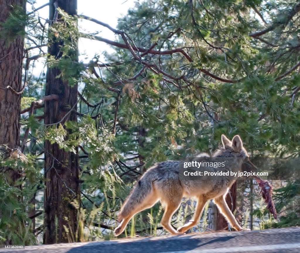 Coyote with deer leg