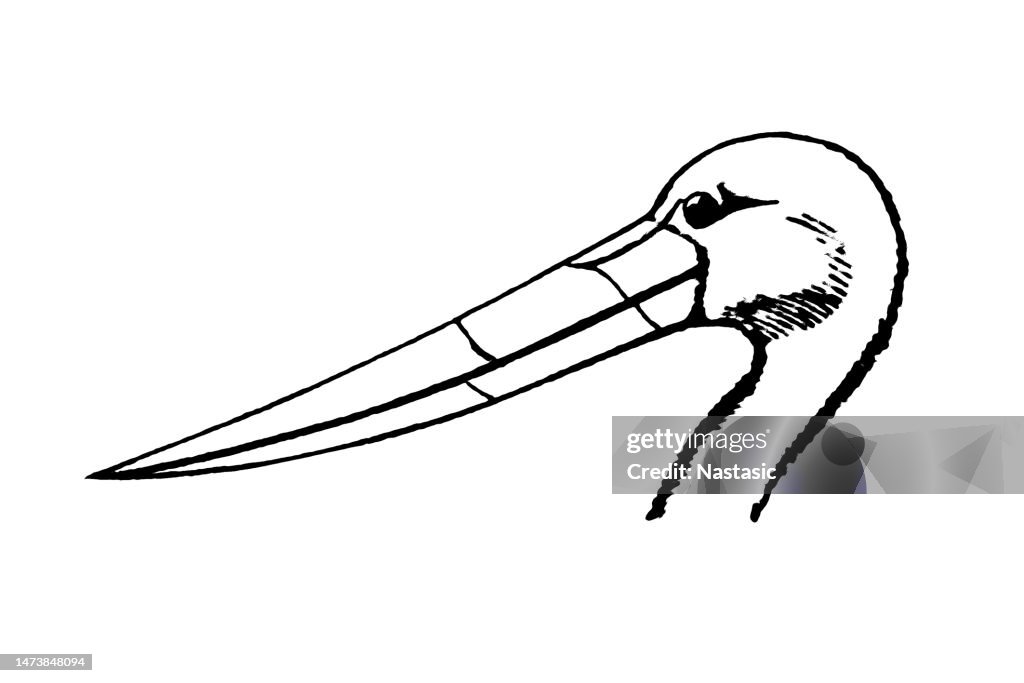 The saddle-billed stork (Ephippiorhynchus senegalensis)