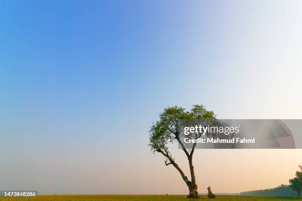 tree of life - the tree of life stock pictures, royalty-free photos & images