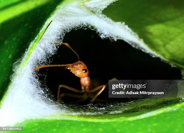 ant at nest's entrance - animal behavior. - ants in house stock pictures, royalty-free photos & images