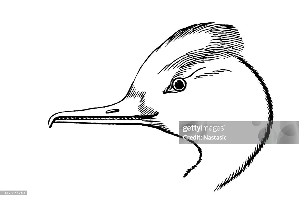 Common Merganser oder Goosander (Mergus merganser)