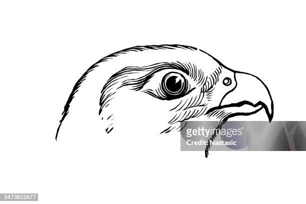 ilustraciones, imágenes clip art, dibujos animados e iconos de stock de halcón peregrino (falco peregrinus - falcon bird