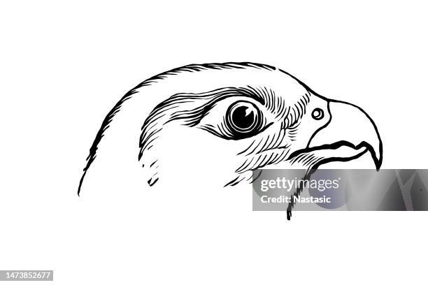 peregrine falcon (falco peregrinus) - zoo animals black and white clip art stock illustrations