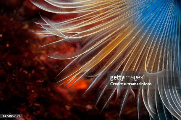 meereslebenswurm spiralschlauchwurm unterwasserschönheit taucher aus der sicht - taucherperspektive stock-fotos und bilder
