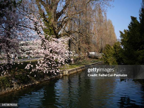 cherry bloom at canal of biel lake - wild cherry tree - fotografias e filmes do acervo