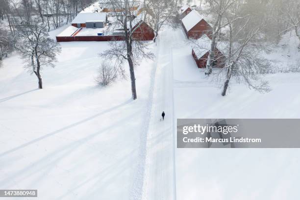 a dog walk in the countryside - chinese crested dog stock pictures, royalty-free photos & images