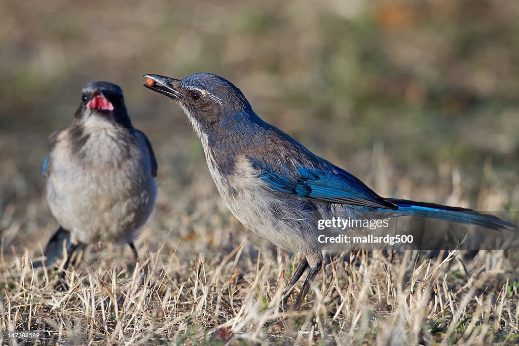 Scrub Jay