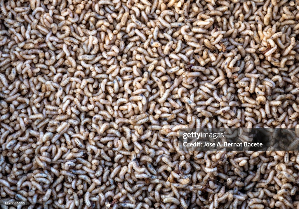 Fly larva worm, called asticot and used as fishing bait.