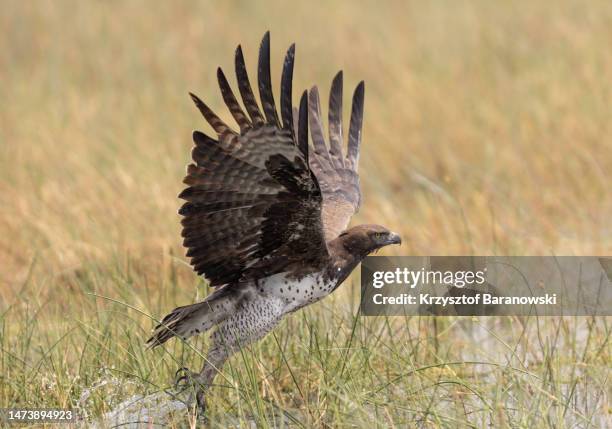 martial eagle getting airborne , okavango delta botswana - martial eagle stock pictures, royalty-free photos & images