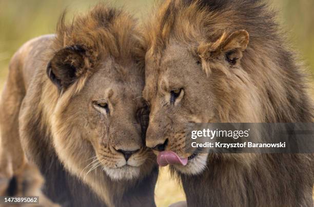 pride of lions resting in the shade, okavango delta, botswana - savana foto e immagini stock