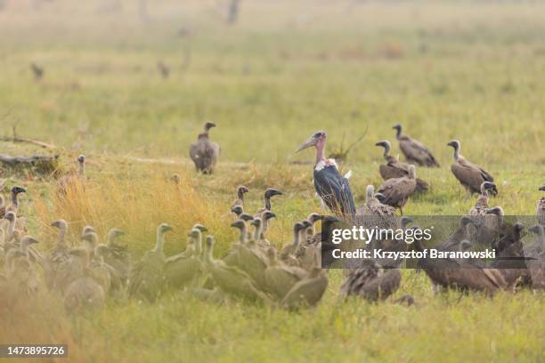 griffon vultures and a marabou stork, okavango delta, botswana - scavenging stock-fotos und bilder