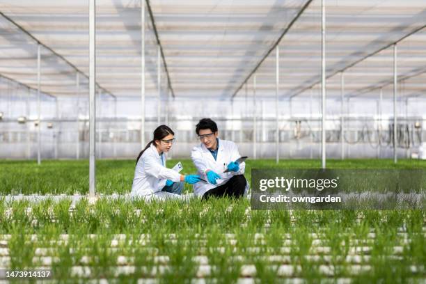 two scientist inspecting plants growing in soilless cultivation greenhouse farm - biochemistry stock-fotos und bilder