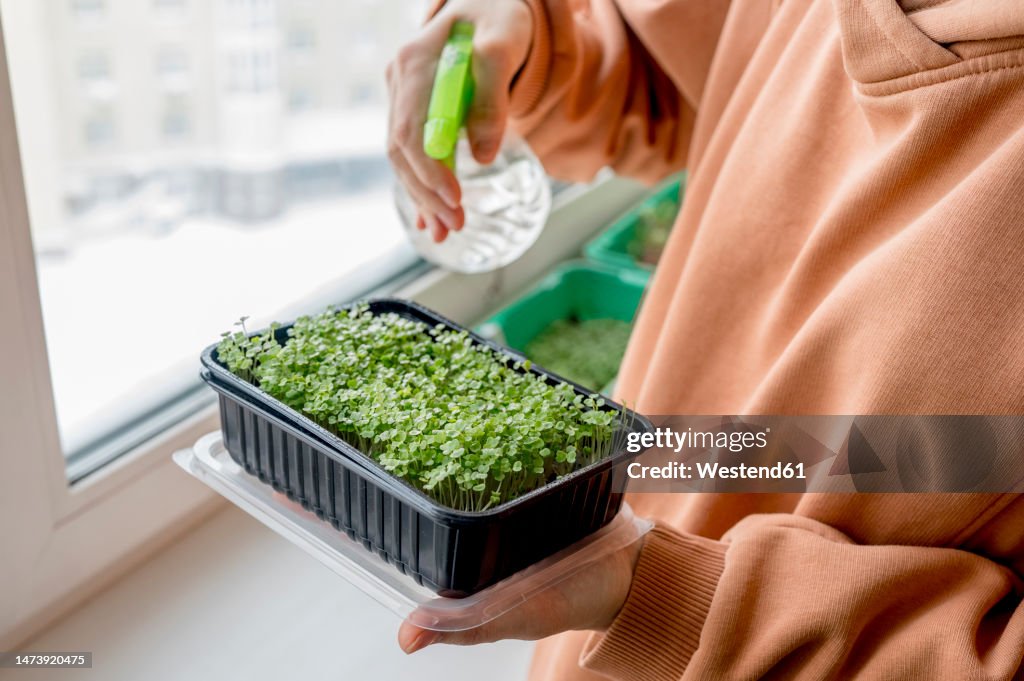 Woman spraying water on microgreens at home