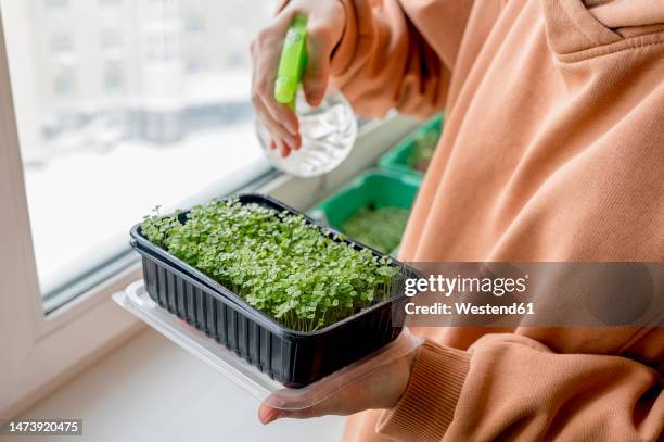 woman spraying water on microgreens at home - microvegetal imagens e fotografias de stock