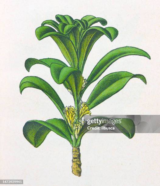 antique botany illustration: spurge laurel, daphne laureola - bay leaf white background stock illustrations