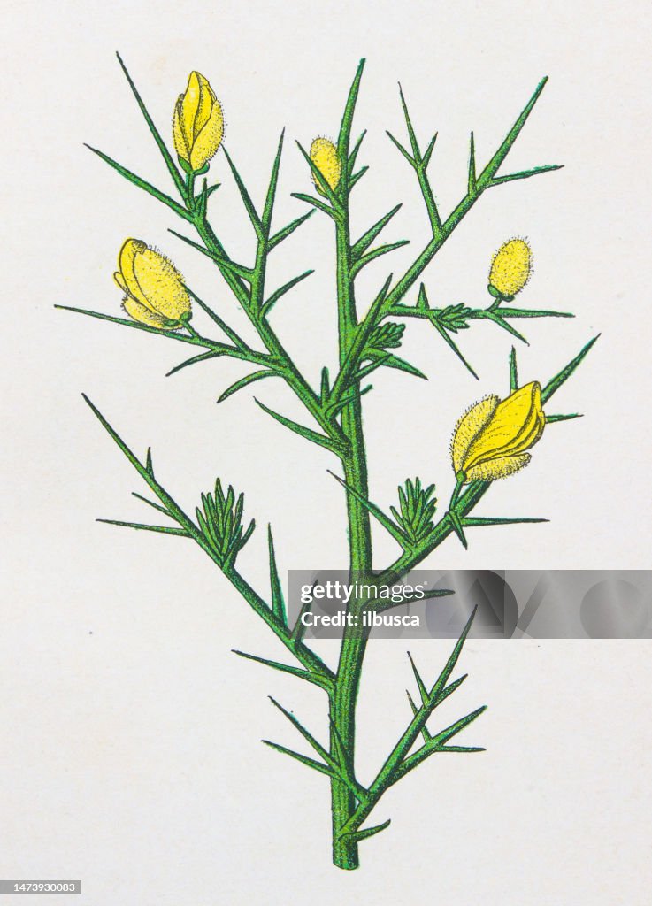 Antike botanische Illustration:, Ginster, Ulex Europaeus