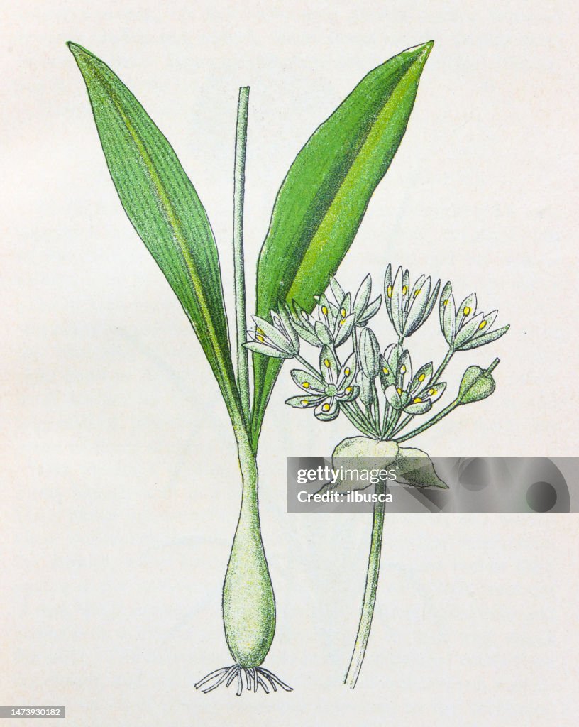 Antique botany illustration: Ramsons, Broad leaved Garlic, Allium ursinum