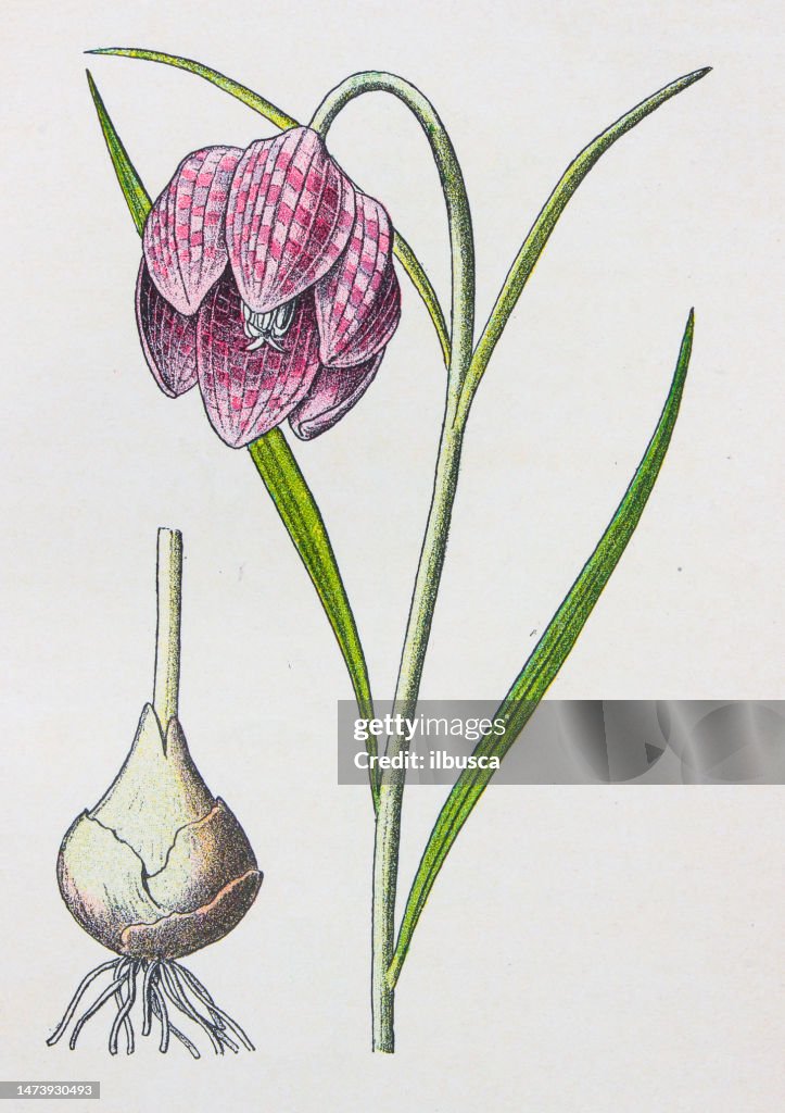 Antique botany illustration: Fritillary, Snake's head, Fritillaria meleagris
