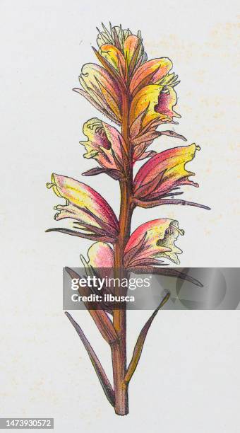 antique botany illustration: broom rape, orobanche major - orobanche stock illustrations