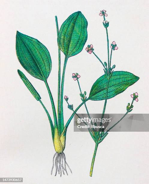 antique botany illustration: water plantain, alisma plantago - plantago lanceolata stock illustrations