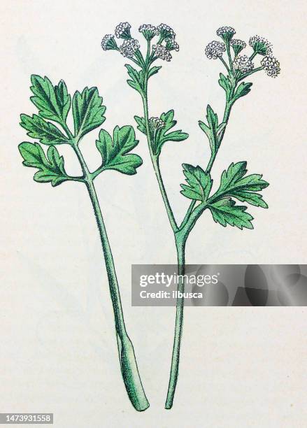 stockillustraties, clipart, cartoons en iconen met antique botany illustration: wild celery, apium graveolens - bleekselderij