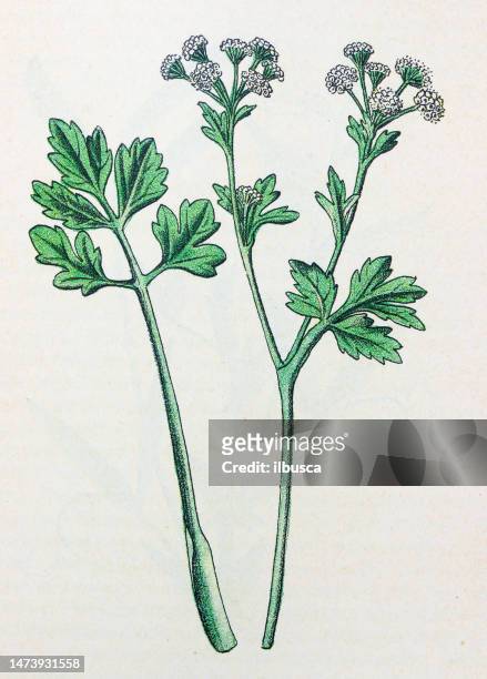 antique botany illustration: wild celery, apium graveolens - celery stock illustrations