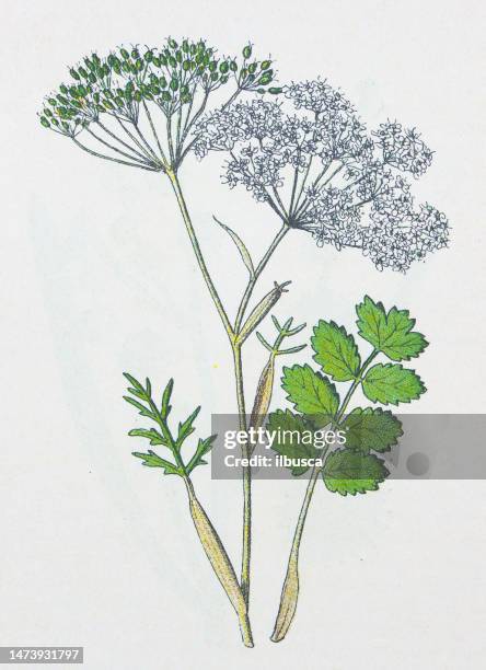 antike botanische illustration: burnet-steinbrech, pimpinella saxifraga - anis stock-grafiken, -clipart, -cartoons und -symbole