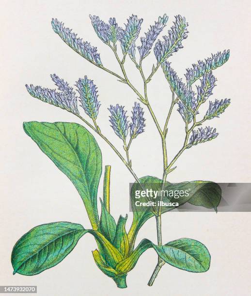 ilustraciones, imágenes clip art, dibujos animados e iconos de stock de ilustración botánica antigua: sea lavender, statice limonium - lavanda
