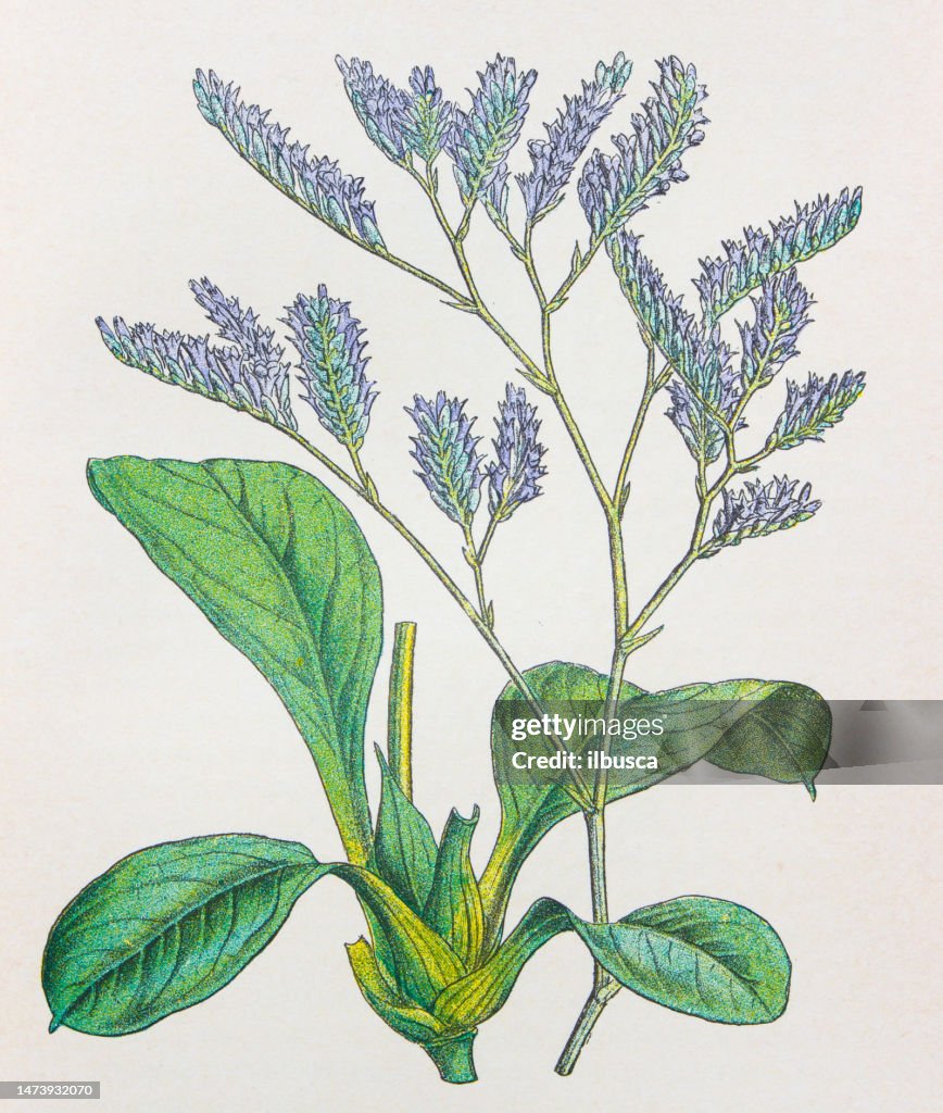Antique botany illustration: Sea Lavender, Statice limonium