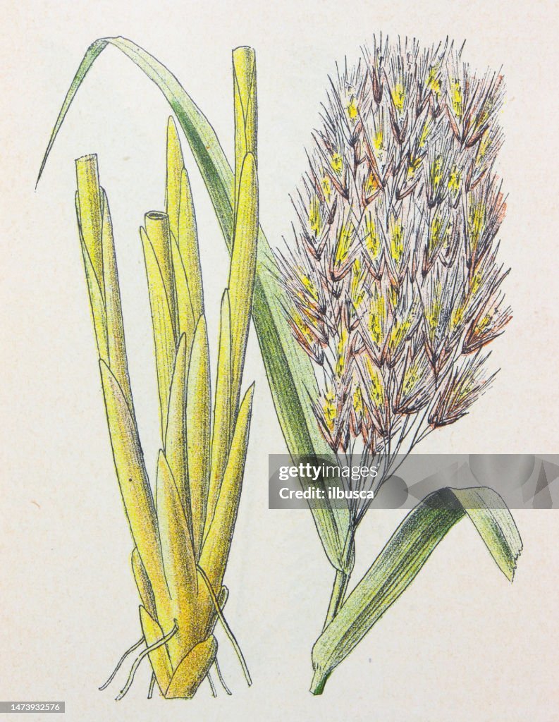 Antique botany illustration: Reed, Phragmites communis