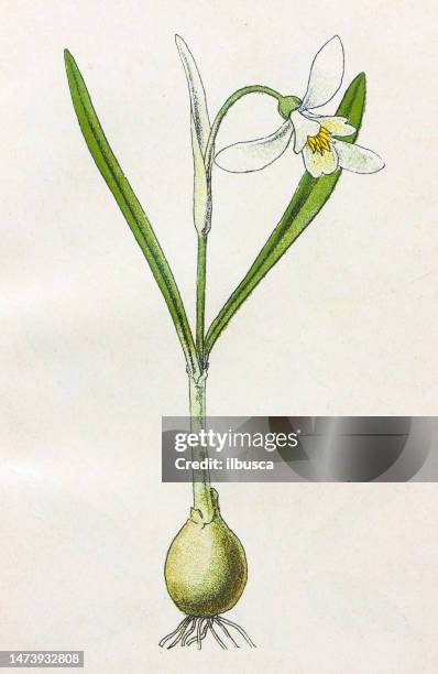 antique botany illustration: snowdrop, galanthus nivalis - snowdrop stock illustrations