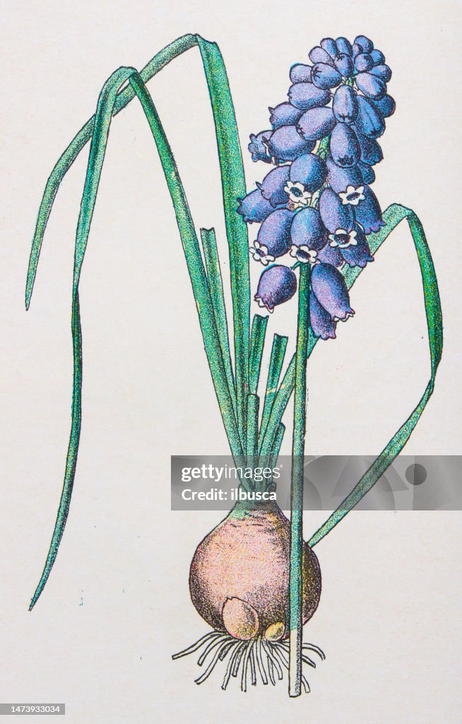 Antique botany illustration: Grape Hyacinth, Muscari racemosum