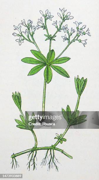 antique botany illustration: woodruff, asperula odorata - asperula odorata stock illustrations